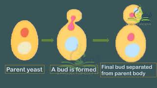 Observation of Budding in Yeast [upl. by Aihsened288]