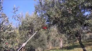 Peigne vibreur Castellari Olivance EP pour la cueillette de vos olives [upl. by Onfre]