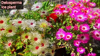 Care of ice plant  how to grow ice plant  flowering plants  Delosperma plant  Lampranthus [upl. by Tawsha]