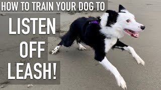 How To Train ANY DOG To Listen OFF LEASH [upl. by Dreddy]