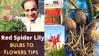 How to grow Red Spider Lily Bulbs with tips at AsimGarden  Lycoris Radiata Flowers [upl. by Abbotson233]