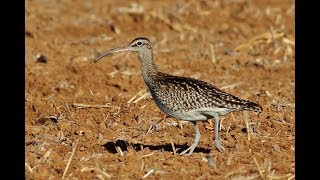 Whimbrel Numenius phaeopus Θαλασσομπεκάτσα Σιγλίγουρος  Cyprus [upl. by Anastos]