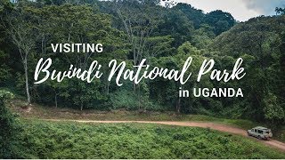 Exploring Bwindi Impenetrable National Park  Gorilla Safari Lodge  Uganda [upl. by Zeeba]