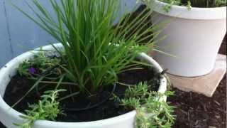 Micro spray tips for planters Irrigating potted planters [upl. by Jankey912]