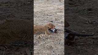 Black Cobra Snake got fainted after various attacks by Mongoose mongoosevssnakewildlifecobra [upl. by Oliviero692]