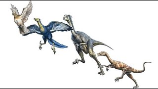 Dinosaurs to birds Macroevolution Origin of new species Final Part UrduHindi [upl. by Feenah787]