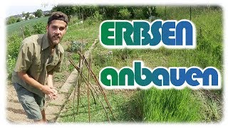 ERBSEN aussäen amp pflegen  Erbsen anbauen 1 [upl. by Enaxor679]