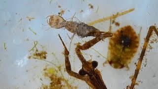 Fascinating Water Scorpion Feeding on Two Insects [upl. by Ainival812]