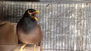 The common myna Female  Indian myna calling BirdSounds [upl. by Heriberto896]