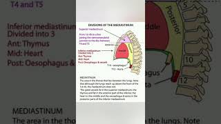 Mediastinum and its division [upl. by Rusel]