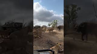 Some more MalaMala Madness 🤠The Kambula pride catch a buffalo then successfully fend off the herd [upl. by Adil732]