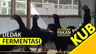 Ternak Ayam Kampung Unggul Pembuatan Pakan dedak fermentasi untuk ayam KUB petelur maupun pedaging [upl. by Leber]