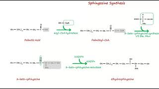 Sphingosine synthesis [upl. by Belen]