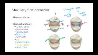 Dental Anatomy Premolars [upl. by Asselim]