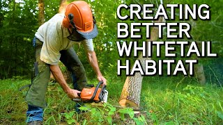 Creating Better Whitetail Habitat  Affordable Habitat Improvement [upl. by Hares]