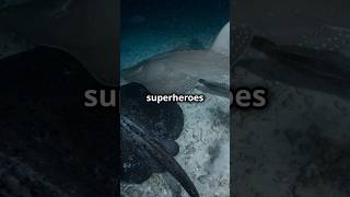 Electric Ray vs Stingray Fascinating Facts [upl. by Natascha564]