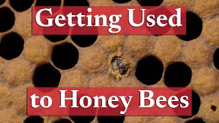 Getting Comfortable Around Honey Bees  Beekeeping Academy  Ep 30 [upl. by Noah]