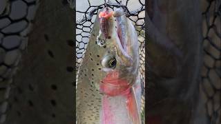 How to catch a Trophy Troutfishing trout troutfishing steelhead [upl. by Anaiq]