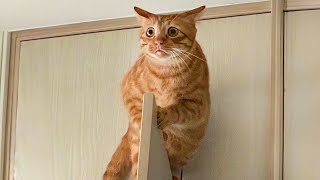 Funny Cat Videos to Keep You Smiling 😂 Best Funniest Cat Videos Of The week [upl. by Clarance]