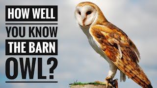 Barn Owl  Description Characteristics and Facts [upl. by Farkas]