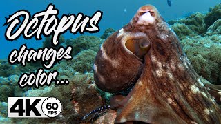 OCTOPUS Changes Color in 4K 60FPS  GoPro Hero 7 Black [upl. by Anastasia]