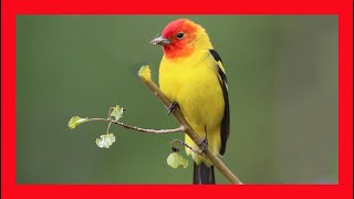 Western Tanager Song Western Tanager Call Sound  Tangará Aliblanca Canto  Piranga Ludoviciana [upl. by Neerol804]