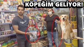 KÖPEĞİMİZE TASMA ALDIM HAZIRLIKLAR YAPILIYOR [upl. by Septima]