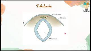 NEURULACION Embriología del SISTEMA NERVIOSO Génesis [upl. by Gilford]