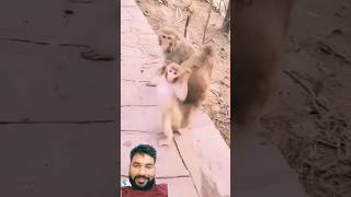 Chand Bala mukhda monkey funny comedy cute dance comedyvideo song comedyfilms [upl. by Alenairam]