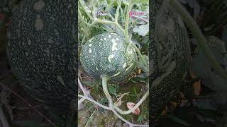 মিষ্টি কুমড়াPumpkinCucurbita moschataFamilyCucurbitaceae plants agriculture lifecraftiqbal [upl. by Marti]