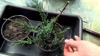 HOW TO GROW PLANTS FROM CUTTINGS  CYPRESS TREE PROPAGATION [upl. by Larkin]