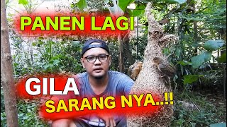 PANEN LAGI BURUNG MANYAR EMAS DI AVIARY  SARANG GOKIL GEDENYA [upl. by Sverre]