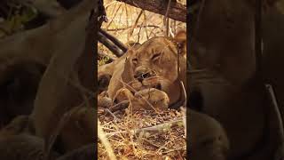 Lioness taking care of tiny little cubs Funny and Cute Animal Cubs [upl. by Ginevra]