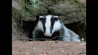 The Badger  The British Mammal Guide [upl. by Eanerb]