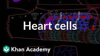 Heart cells up close  Circulatory system physiology  NCLEXRN  Khan Academy [upl. by Bel]