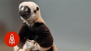 A Jumping Lemur On The Brink The Coquerels Sifaka Hops For Survival [upl. by Havot]