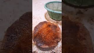 How to make cocopeat at home  cocopeat gardening plants [upl. by Bywaters]