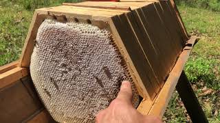 Hexagonal honey comb from a Cathedral Hive  Natural Beekeeping [upl. by Ocire]