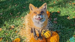 How do I get the foxes to pose Happy Halloween [upl. by Faina]