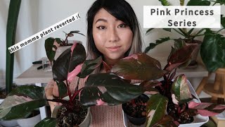 Pink Princess Propagation How variegation works  Reverted Pink Princess  Burgundy Princess info [upl. by Anaher]