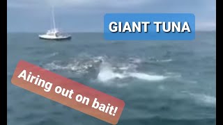 Absolutely insane GIANT BLUEFIN TUNA feeding frenzy at Oregon Inlet North Carolina [upl. by Ralfston]