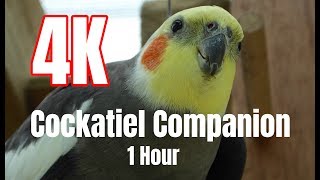 4K Cockatiel Companion 1 hour of Bird Sounds [upl. by Arst]