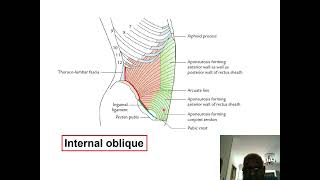 3 Anterior abdominal wall [upl. by Notsej834]