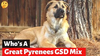 Should you get A German Shepherd Great Pyrenees MixBreed Shepnees [upl. by Michelina]