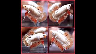 Betta Fish PLATINUM DRAGON ORANGE GOLD ARMAGEDDON Halfmoon Plakat Male S304 [upl. by Retsae]