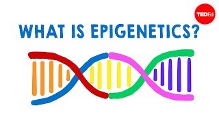 What is epigenetics  Carlos GuerreroBosagna [upl. by Linnell]