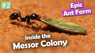 EPIC Ant Farm Messor Barbarus Episode 2 [upl. by Leizo]