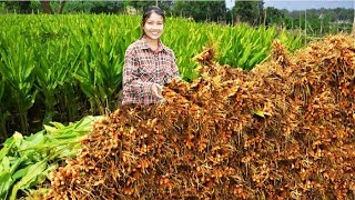 Awesome spice and herb in Turmeric  Turmeric farming and harvest  Turmeric cultivation Technology [upl. by Aarika662]