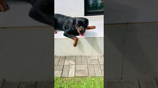 Roudy❤️cutedog love lovestatus attitude gangster mypet rottweiler shortvideo movement 😍😘 [upl. by Assirahs]