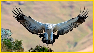 Cape VultureThe Largest South African Raptor  Wildlife Documentary [upl. by Mond353]